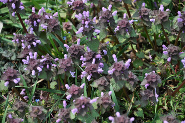 Natural overgrown Lamium purpureum