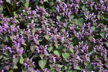 Natural overgrown Lamium purpureum