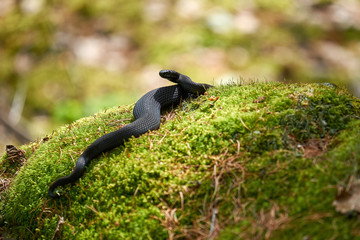 Black venomous snake viper basking on the green moss heated by the sun warily lifted its head - 262092496