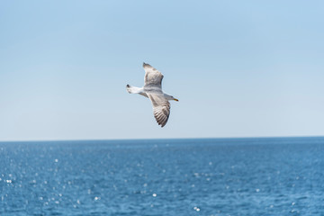  seagull planning