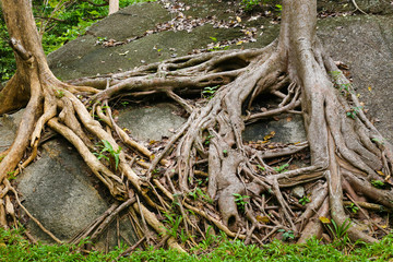 the roots of a perennial tree entwine the stone