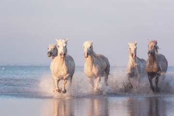 Beautiful white horses run gallop in the water at soft sunset light, National park Camargue, Bouches-du-rhone department, Provence - Alpes - Cote d'Azur region, south France