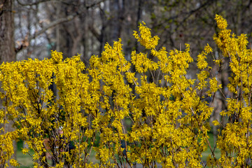 Large blooming forsythia bush blooming in the spring garden