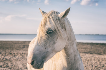 Obraz premium Piękny biały koń camargue, portret zwierząt, park narodowy Camargue, departament Bouches-du-rhone, region Prowansja - Alpy - Lazurowe Wybrzeże, południowa Francja