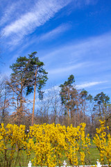 Large blooming forsythia bush blooming in the spring garden