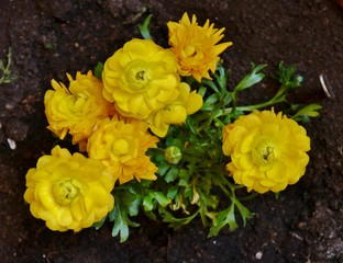 Gelbe Blüten von oben