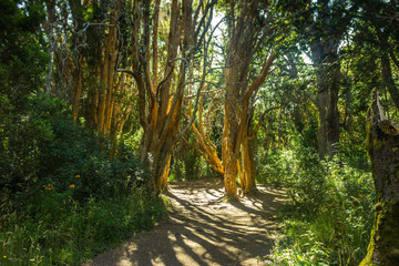Fototapeta premium path in the forest