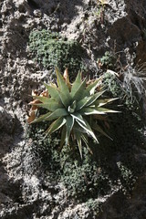 wild cactus