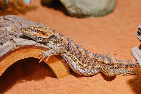 female bearded dragon (Bartagame) is sleeping in its terrarium and is lying on a wooden part
