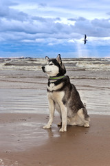 Dog breed Siberian Husky sitting on the shore of a stormy bay