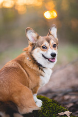 Welsh corgi pembroke dog portrait in the sunset colors in the forest