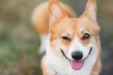 Happy welsh corgi pembroke dog smiling and winking portrait