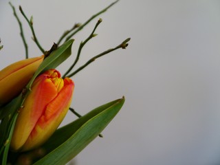 Tulpenblüte  mit Zweigen