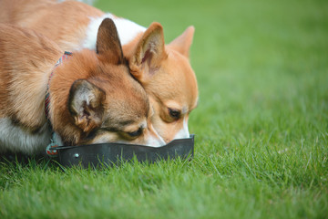 Two Welsh corgi pembroke dogs drinking water during  a walk from the owner
