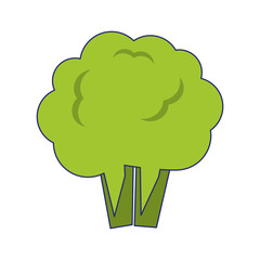 Broccoli fresh vegetable blue lines