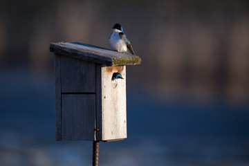  Cute female tree swallow peeking from bird house opening while male sits on top in sunny early spring morning, Montreal Botanical Garden, Montreal, Quebec, Canada