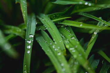 Wet Green Plant Leaves