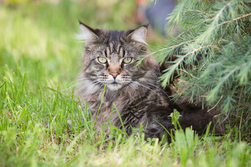Naklejka na ściany i meble Katze hübsche Norwegische Waldkatze sitzt im Gras und lauert
