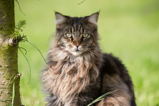  Katze Rassekatze Norwegische Waldkatze im Wald oder Garten intensiver Blick