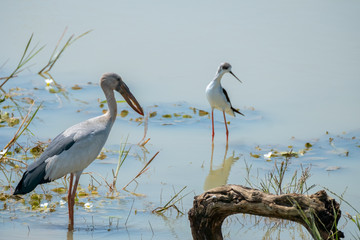 Open Bill Stork and Black-winged Stilt, Yala National Park, Sri Lanka