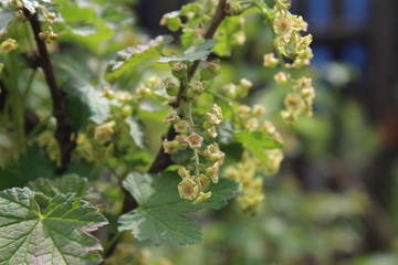 Ribes rubrum common Redcurrant in early green phase of flower fruit in spring