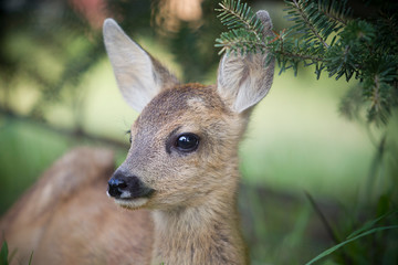 Rehkitz Flaschenaufzucht