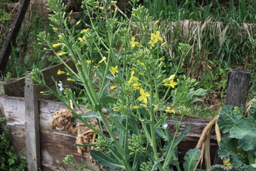Collard greens, cultivars of Brassica oleracea, also known as Montenegrin cabbage. Healthy plant, vegetable, with big green leaves and the flower stalks