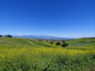 Fototapeta premium Chino hills La Sierra Hiking trail yellow flowers and blue sky