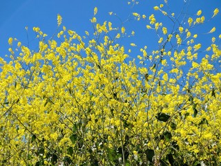 Chino hills La Sierra Hiking trail yellow flowers and blue sky
