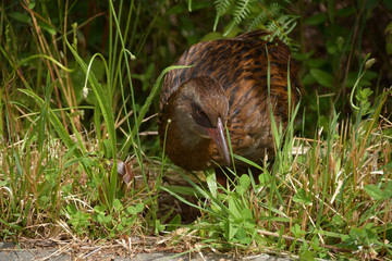 Weka Neuseeland