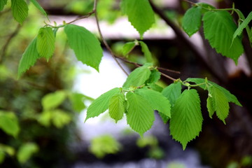 Erstes frisches grünes Laub im Laubwald