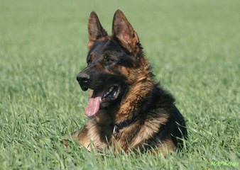 portrait of a dog