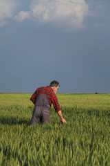 Naklejka na ściany i meble Agriculture, farmer examining wheat field using tablet