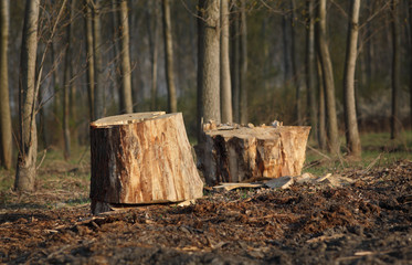 Tree stump in a forest