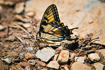 yellow butterfly