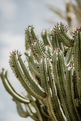 nature poster. cactus