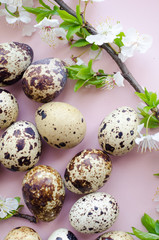 Easter eggs with branch of spring cherry blossom