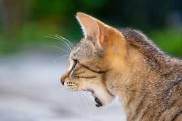 Gatto di profilo con bocca aperta.