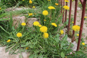 Jellow Dandelion, Taraxacum in my organic garden