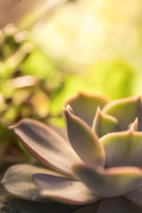 Smart flower of Echeveria on a non-uniform green background. The place for an inscription