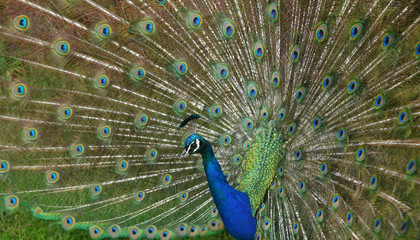 Pfau