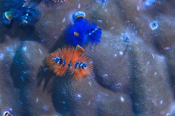 coral reef underwater / lagoon with corals, underwater landscape, snorkeling trip