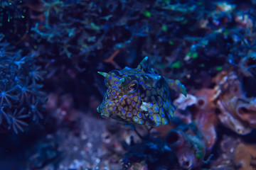 fish cow underwater / exotic small fish underwater scene, coral reef in the ocean, crani fish