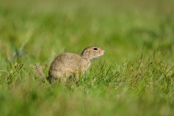 Naklejka na ściany i meble Small european brown ground squirrel sitting in green grass on a sunny spring day at a prairie, copy space, blurry background and foreground