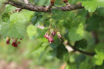 Ribes nidigrolaria common the jostaberry in early phase of blossom