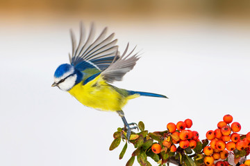 Flying bird. Colorful little bird. White brown nature background. Bird: Blue tit.