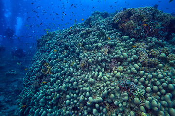 Fototapeta na wymiar underwater sponge marine life / coral reef underwater scene abstract ocean landscape with sponge