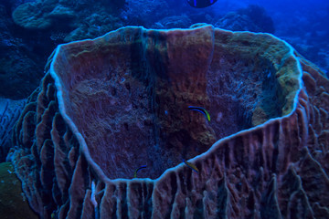 underwater scene / coral reef, world ocean wildlife landscape