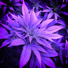 Controlled Cannabis Farming