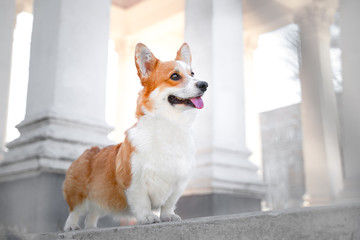 Cute Welsh Corgi dog sitting on the steps. a dog in the city. Dog in urban landscape